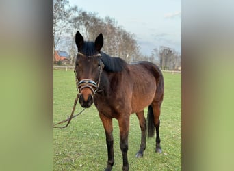 Meer ponys/kleine paarden Mix, Merrie, 4 Jaar, 153 cm, Brauner