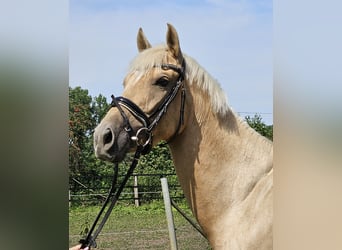Meer ponys/kleine paarden, Merrie, 4 Jaar, 155 cm, Palomino