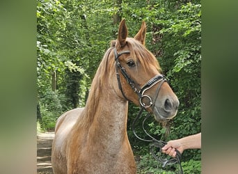 Meer ponys/kleine paarden, Merrie, 4 Jaar, 155 cm, Roan-Red