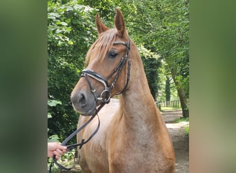 Meer ponys/kleine paarden, Merrie, 4 Jaar, 155 cm, Roan-Red