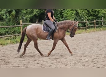 Meer ponys/kleine paarden, Merrie, 4 Jaar, 155 cm, Roan-Red