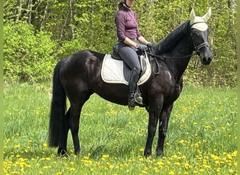 Meer ponys/kleine paarden, Merrie, 4 Jaar, 155 cm, Zwart