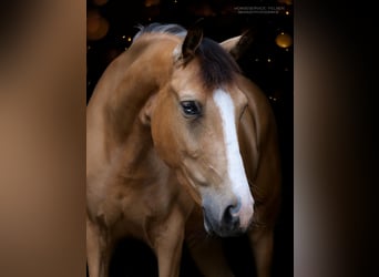 Meer ponys/kleine paarden Mix, Merrie, 4 Jaar, 156 cm, Buckskin