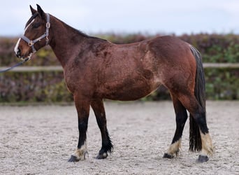 Meer ponys/kleine paarden, Merrie, 4 Jaar