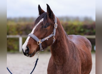 Meer ponys/kleine paarden, Merrie, 4 Jaar