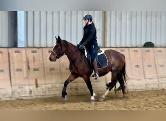 Meer ponys/kleine paarden, Merrie, 4 Jaar