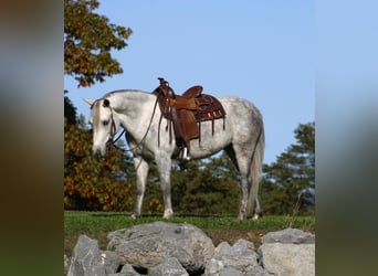 Meer ponys/kleine paarden, Merrie, 5 Jaar, 124 cm, Schimmel