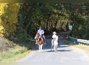 Meer ponys/kleine paarden, Merrie, 5 Jaar, 124 cm, Schimmel