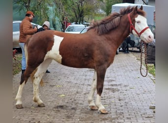 Meer ponys/kleine paarden, Merrie, 5 Jaar, 135 cm, Gevlekt-paard
