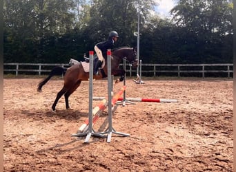 Meer ponys/kleine paarden, Merrie, 5 Jaar, 136 cm, Donkerbruin