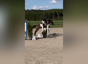 Meer ponys/kleine paarden, Merrie, 5 Jaar, 136 cm, Donkerbruin