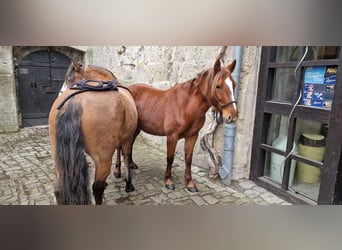 Meer ponys/kleine paarden, Merrie, 5 Jaar, 139 cm, Vos