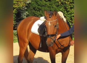 Meer ponys/kleine paarden, Merrie, 5 Jaar, 145 cm, Bruin