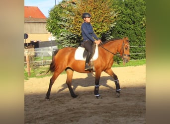 Meer ponys/kleine paarden, Merrie, 5 Jaar, 145 cm, Bruin