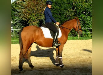 Meer ponys/kleine paarden, Merrie, 5 Jaar, 145 cm, Bruin