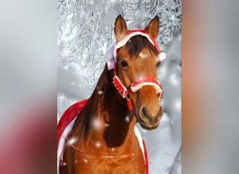 Meer ponys/kleine paarden, Merrie, 5 Jaar, 145 cm, Bruin