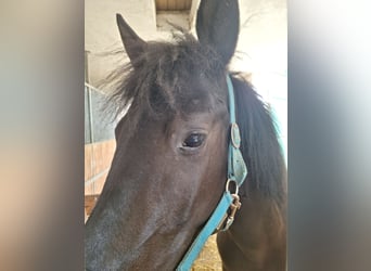 Meer ponys/kleine paarden Mix, Merrie, 5 Jaar, 145 cm, Zwart