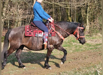 Meer ponys/kleine paarden Mix, Merrie, 5 Jaar, 145 cm, Zwart