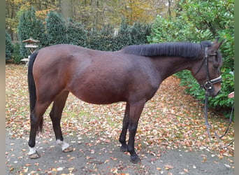 Meer ponys/kleine paarden, Merrie, 5 Jaar, 147 cm, Brauner