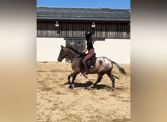 Meer ponys/kleine paarden, Merrie, 5 Jaar, 148 cm, Appaloosa