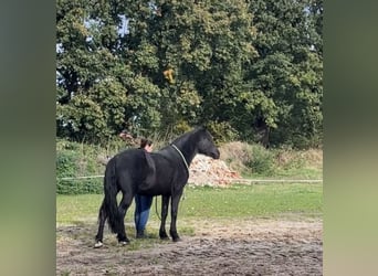 Meer ponys/kleine paarden Mix, Merrie, 5 Jaar, 150 cm, Zwart