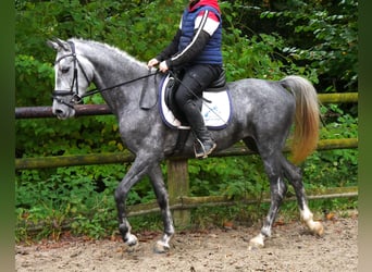 Weitere Ponys/Kleinpferde, Stute, 5 Jahre, 151 cm