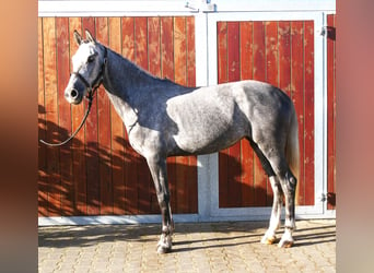 Weitere Ponys/Kleinpferde, Stute, 5 Jahre, 151 cm