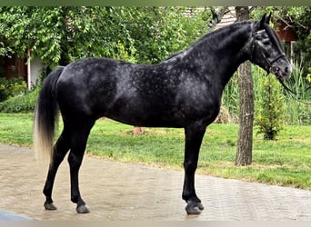 Meer ponys/kleine paarden, Merrie, 5 Jaar, 155 cm, kan schimmel zijn