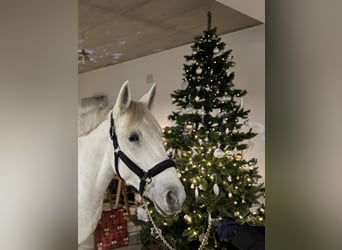 Meer ponys/kleine paarden Mix, Merrie, 5 Jaar, 158 cm, Appelschimmel