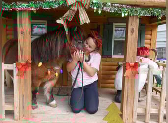 Meer ponys/kleine paarden, Merrie, 5 Jaar, 71 cm, Gevlekt-paard