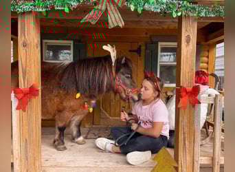 Meer ponys/kleine paarden, Merrie, 5 Jaar, 71 cm, Gevlekt-paard