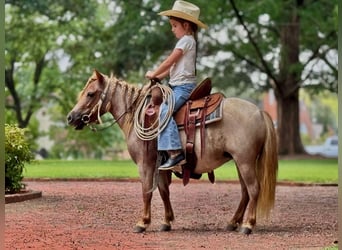 Meer ponys/kleine paarden, Merrie, 5 Jaar, 94 cm, Roan-Red