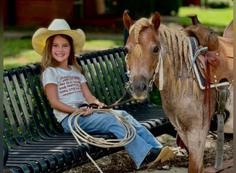 Meer ponys/kleine paarden, Merrie, 5 Jaar, 94 cm, Roan-Red