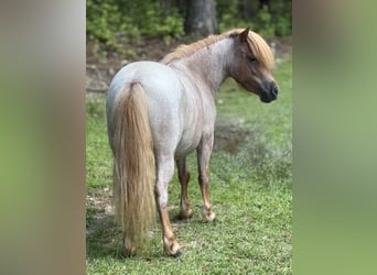 Meer ponys/kleine paarden, Merrie, 5 Jaar, 94 cm, Roan-Red