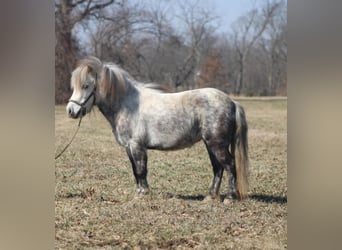 Meer ponys/kleine paarden, Merrie, 5 Jaar, 97 cm, Schimmel