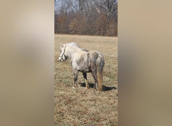 Meer ponys/kleine paarden, Merrie, 5 Jaar, 97 cm, Schimmel