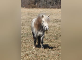 Meer ponys/kleine paarden, Merrie, 5 Jaar, 97 cm, Schimmel