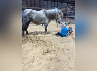 Meer ponys/kleine paarden, Merrie, 5 Jaar, 97 cm, Schimmel