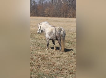 Meer ponys/kleine paarden, Merrie, 5 Jaar, 97 cm, Schimmel