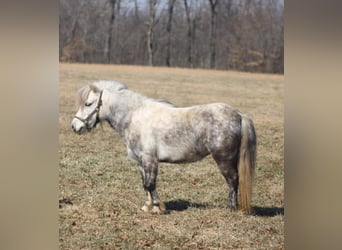 Meer ponys/kleine paarden, Merrie, 5 Jaar, 97 cm, Schimmel