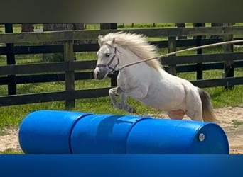 Meer ponys/kleine paarden, Merrie, 5 Jaar, 99 cm, Schimmel