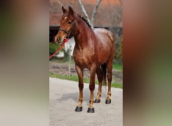 Meer ponys/kleine paarden, Merrie, 5 Jaar