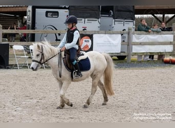 Meer ponys/kleine paarden Mix, Merrie, 6 Jaar, 116 cm, Schimmel