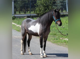 Meer ponys/kleine paarden, Merrie, 6 Jaar, 120 cm, Gevlekt-paard