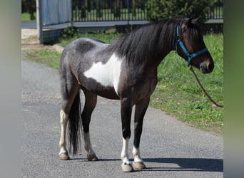 Meer ponys/kleine paarden, Merrie, 6 Jaar, 120 cm, Gevlekt-paard