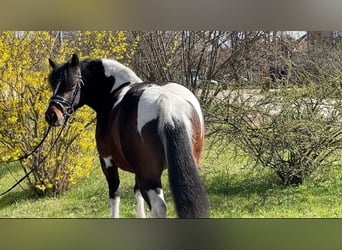 Meer ponys/kleine paarden, Merrie, 6 Jaar, 130 cm, Gevlekt-paard