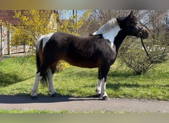 Meer ponys/kleine paarden, Merrie, 6 Jaar, 130 cm, Gevlekt-paard