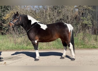 Meer ponys/kleine paarden, Merrie, 6 Jaar, 130 cm, Gevlekt-paard