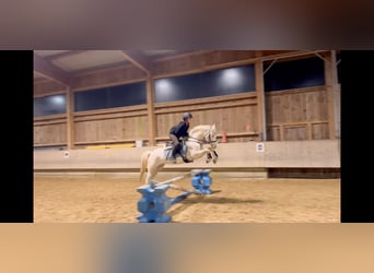 Meer ponys/kleine paarden, Merrie, 6 Jaar, 137 cm, Cremello