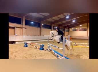 Meer ponys/kleine paarden, Merrie, 6 Jaar, 137 cm, Cremello